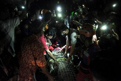 Indonesian croc freed after five years trapped in tyre