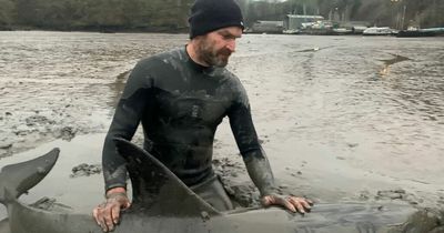 Moment stranded dolphin is rescued by TV biologist Monty Halls
