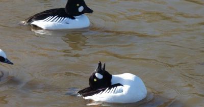 Loch Leven boxes hoped to be perfect nest site for rare Goldeneye ducks