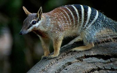 We’ve decoded the numbat genome, and it could bring the thylacine’s resurrection a step closer
