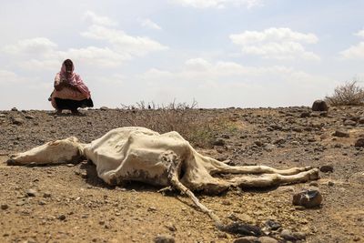 UN: 13 million face hunger in Horn of Africa as drought worsens