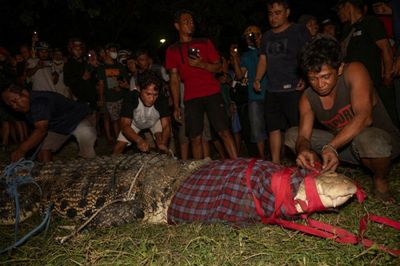 Indonesian croc freed after 6 years trapped in tyre