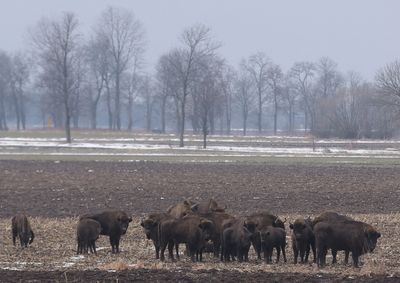 NGOs ask EU to stop Poland building border wall in primeval forest