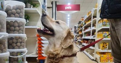 Wilko allows pets instore for the first time