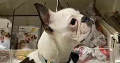 Wilko welcomes pets into stores for first time - full list of branches taking part