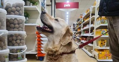 Wilko allows pets on leads in 248 UK stores as Ayrshire shop welcomes furry friends