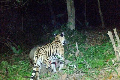 Tiger with missing leg caught by camera trap
