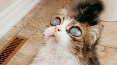 VIDEO: Teen Girl Praised For Caring For Blind Cat With Cosmic Eyes Like 2 Moons
