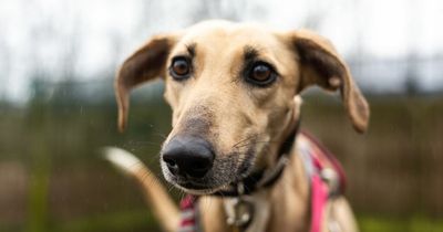 Former stray dog found 'wandering the streets' alone in lockdown searches for 'forever home'