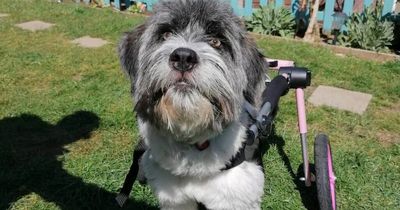 Adorable dog who uses in pink wheelchair desperately needs home but is 'overlooked' in kennel