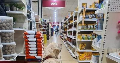 Wilko issues message to all shoppers who have a dog or cat