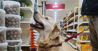 Angry Wilko shoppers threaten boycott after store welcomes dogs in