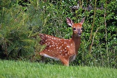 New York deer infected with Omicron could help Covid ‘evolve’, fears US study