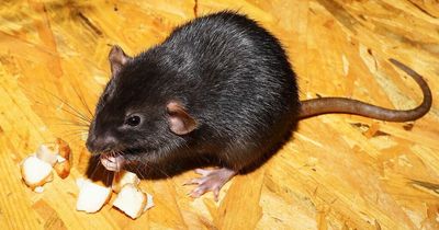 Rodents, wasps and ants the most common pests in Irish gardens as Dublin named the worst area