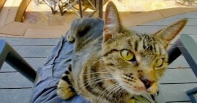 Airbnb guest steals owner's cat after claiming it was neglected and needed new home