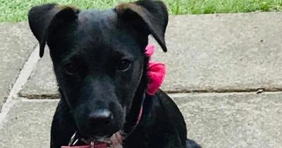 Edinburgh dog owner's terrier catches four rodents a day in rat-plagued scheme