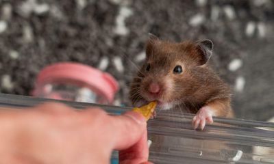 Hamsters can transmit Covid to humans, data suggests