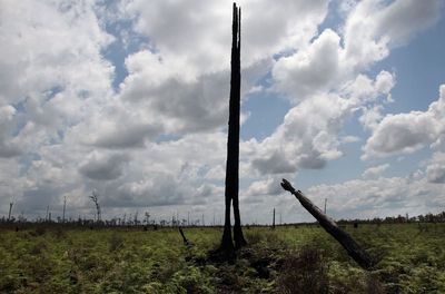 Govt seeks overseas trees to meet Paris climate pledge