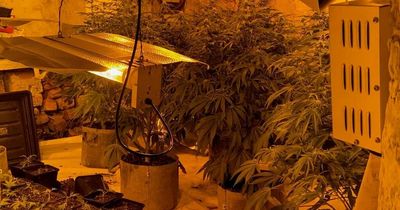 Police seize cannabis haul worth £1m in raids across Bury