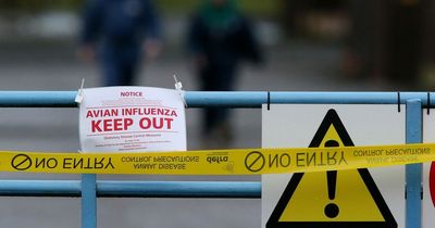 Case of highly pathogenic bird flu found in Co Fermanagh
