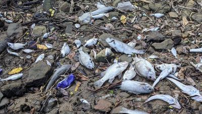Investigations underway after 'thousands' of dead fish wash up along Parramatta River