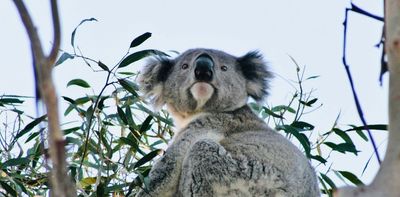 Morrison government spends $50 million saving koalas while taking away their homes