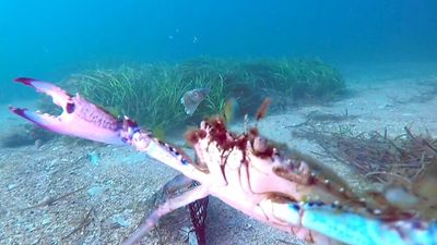 Crab cam reveals a 'hectic' underwater world off Adelaide's metropolitan beaches