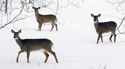 Not just humans: Study finds NYC omicron spike hit deer too