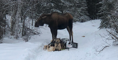 Moose tramples and crushes Iditarod dogsled team in Alaska