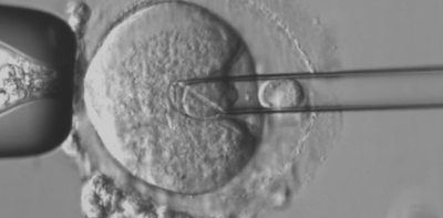 'Maeve's law' would let IVF parents access technology to prevent mitochondrial disease. Here's what the Senate is debating