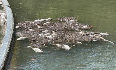 Parramatta River fish kill investigated after thousands found dead along riverbanks
