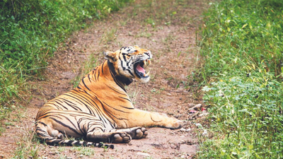 Rajasthan: NTCA nod to relocate tigers in Seljar range of Mukundra