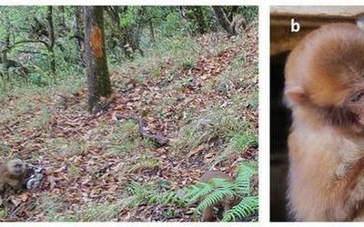 Scientists find White-Cheeked Macaque in Arunachal Pradesh