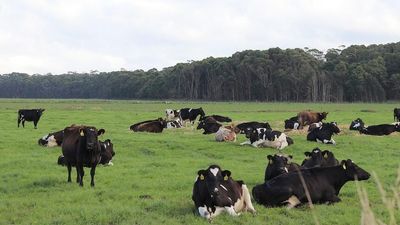 Former owner of Australia's largest dairy farm fails in bid to sue new owner Van Dairy