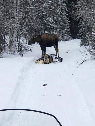 Moose attacks Iditarod rookie's sled team, injures 4 dogs