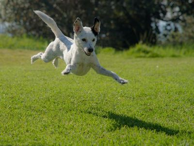 This Play-To-Earn Dogecoin Knockoff Is Up Almost 700% Today