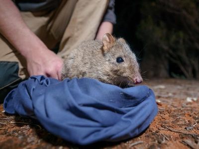 'Extinct' animals thriving in NSW parks