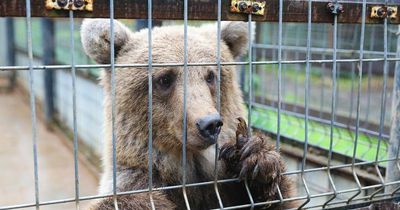 Scots zoo adopts bear after it was discovered being kept as a pet in small house