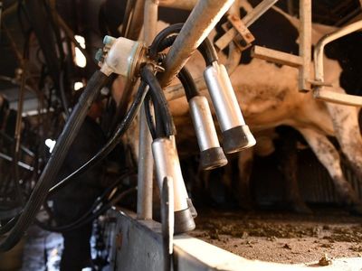 Dairy giant legal victory in Tas milk spat