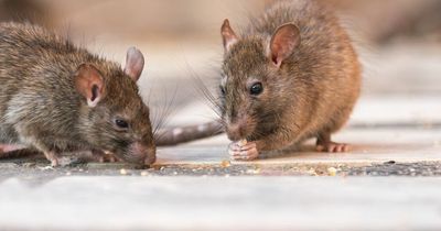 Nearly half of all rat and pest callouts last year were in Dublin