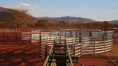 Hewitt Cattle Australia buys four Central Australian properties for nearly $100 million