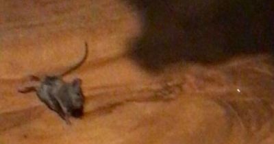 Horrified Scot says dog catches 'four rats a day' in infested scheme