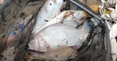 Mystery as thousands of fish and prawns wash up dead after floating into bay