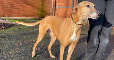 Lanarkshire dog owner fined £450 after mistreatment left it with 'significant suffering' for a year