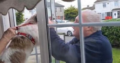 WATCH: Dublin dog gets excited to see his postman pal every morning