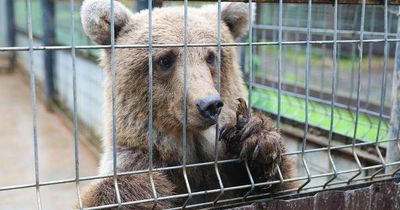 West Lothian zoo gives a home to Russian bear who was kept as a pet and fed milk