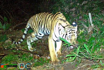 Thai wildlife group says tiger missing a leg needs help