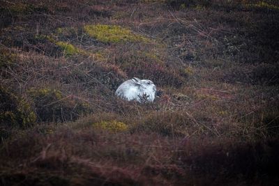 Peak District mountain hares ‘more abundant than previously thought’