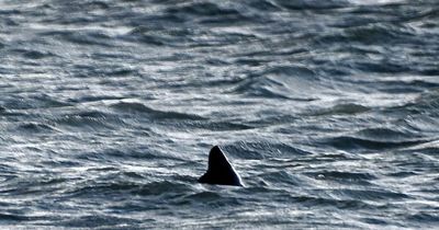 'Great white shark' fin spotted in sea just yards from British tourist beach