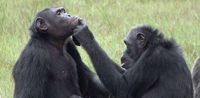 Chimpanzees rub insects on open wounds – new research suggests treating others may not be uniquely human